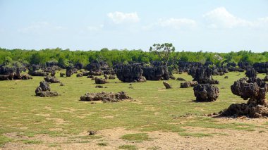Kenya Wasini Island mercan alanların