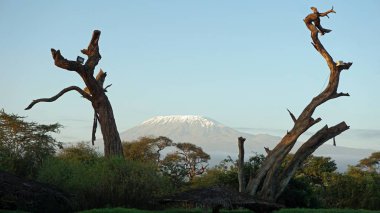 kilimanjaro Dağı ile Kenya milli park peyzaj