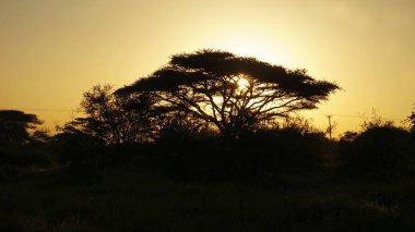 Kenya Ulusal Parkı savana manzarada üzerinde romantik günbatımı