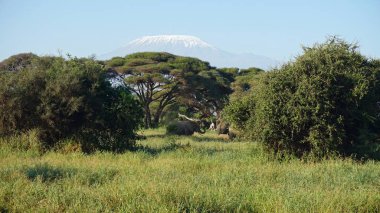 kilimanjaro Dağı ile Kenya milli park peyzaj