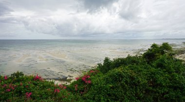 bulutlu bir günde Kenya nyali vahşi kıyısında