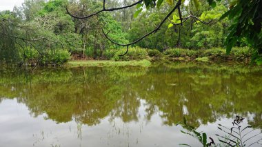 kenya'nın doğu kesiminde tropikal yağmur ormanlarında