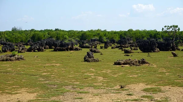 Kenya Wasini Island mercan alanların
