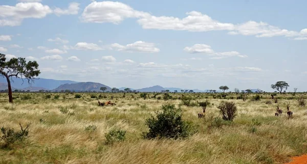 Zielony Krajobraz Naturalny Kenii Safari Park Sezonie Deszcz — Zdjęcie stockowe