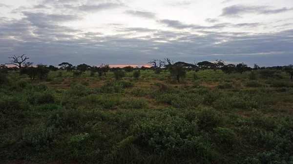 Kenya Ulusal Parkı savana manzarada üzerinde romantik günbatımı
