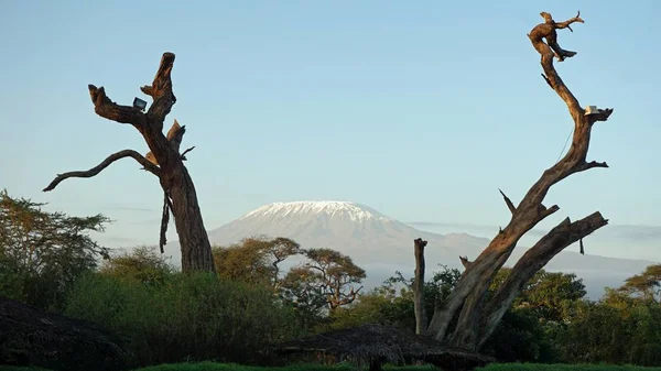 kilimanjaro Dağı ile Kenya milli park peyzaj
