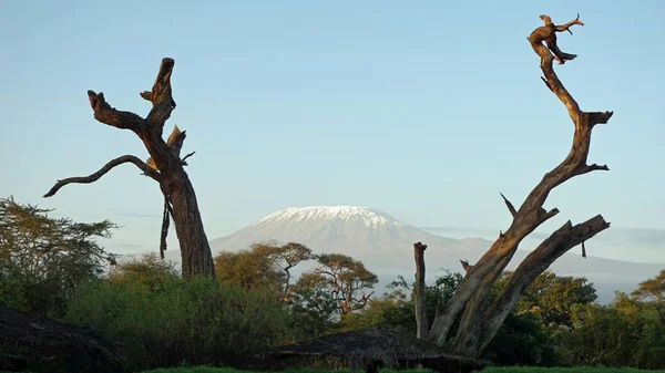 kilimanjaro Dağı ile Kenya milli park peyzaj