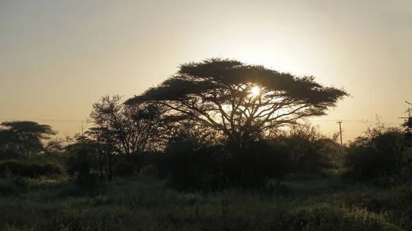 Kenya Ulusal Parkı savana manzarada üzerinde romantik günbatımı