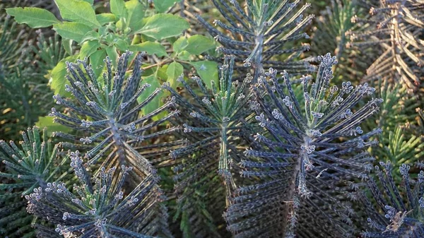 Cerca Las Plantas Tropicales Kenya — Foto de Stock