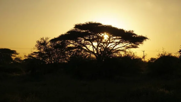 Romantischer Sonnenuntergang Über Der Savannenlandschaft Kenianischen Nationalpark — Stockfoto