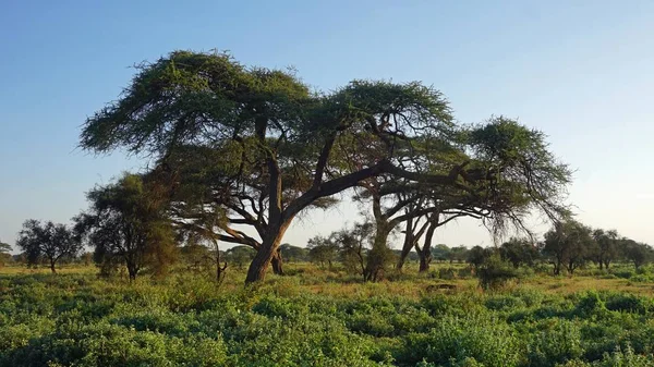 Green Natural Landscape Kenyan Safari Park Raining Season — Stock Photo, Image