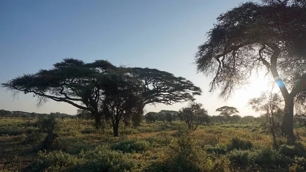 Zelená Přírodní Krajina Keňské Safari Parku Období Dešťů — Stock fotografie