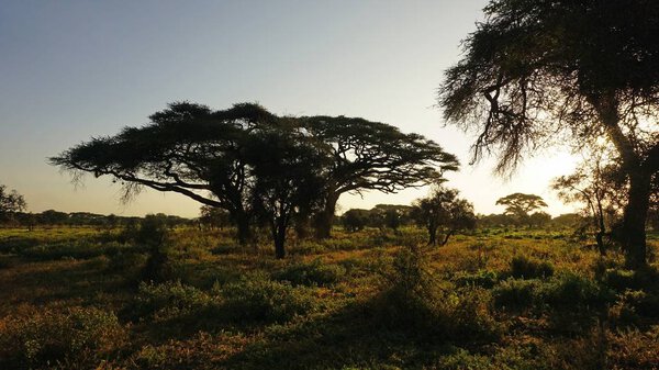 Green natural landscape in kenyan safari park after raining season