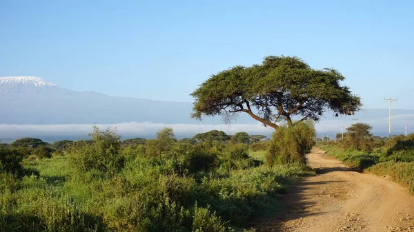 kilimanjaro Dağı ile Kenya milli park peyzaj