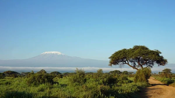 kilimanjaro Dağı ile Kenya milli park peyzaj
