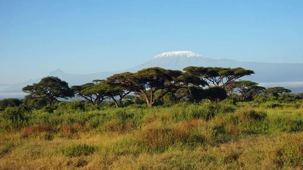 Paisaje Parque Nacional Kenia Con Monte Kilimanjaro — Foto de Stock