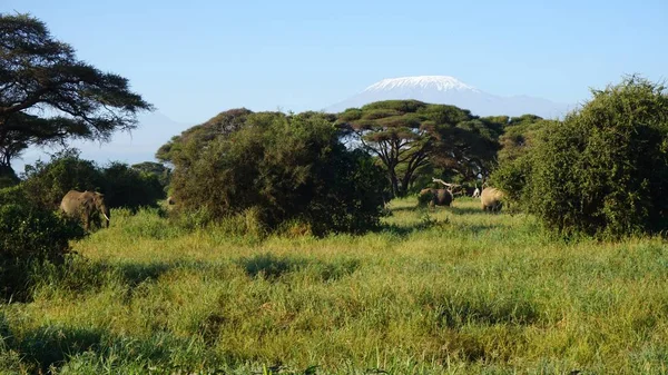 kilimanjaro Dağı ile Kenya milli park peyzaj
