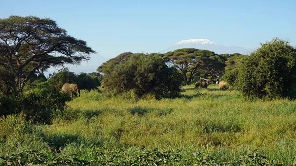 kilimanjaro Dağı ile Kenya milli park peyzaj