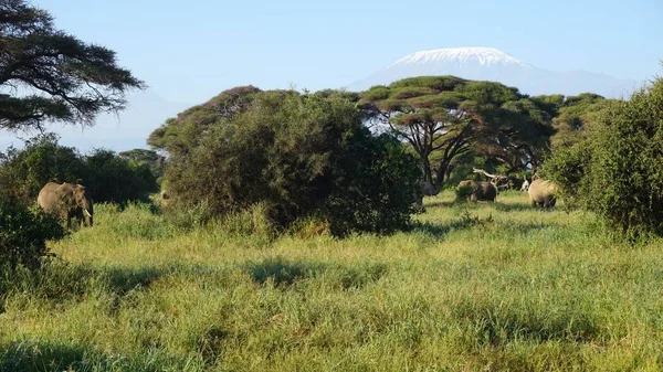 kilimanjaro Dağı ile Kenya milli park peyzaj