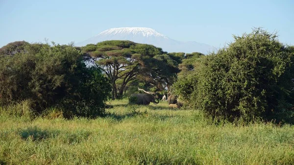 kilimanjaro Dağı ile Kenya milli park peyzaj
