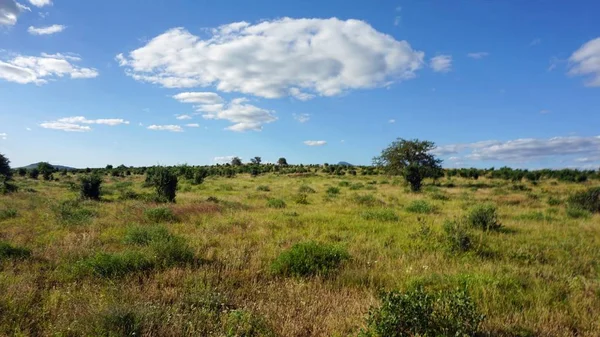 Groene Natuurlijke Landschap Keniaanse Safaripark Seizoen Regent — Stockfoto
