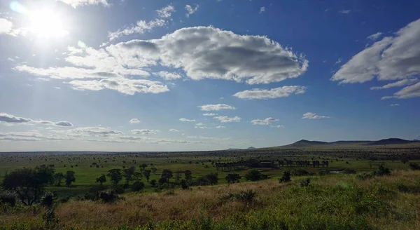 Gröna Landskap Kenyanska Safari Park Efter Regnar Säsong — Stockfoto