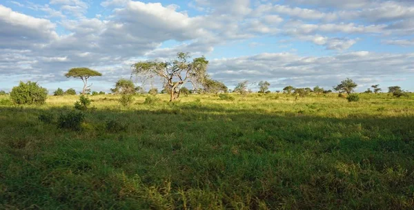 Verde Paisaje Natural Parque Safari Kenia Después Temporada Lluvias — Foto de Stock