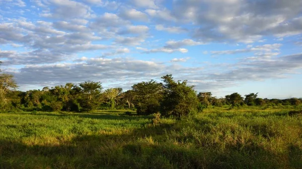 Verde Paisaje Natural Parque Safari Kenia Después Temporada Lluvias — Foto de Stock