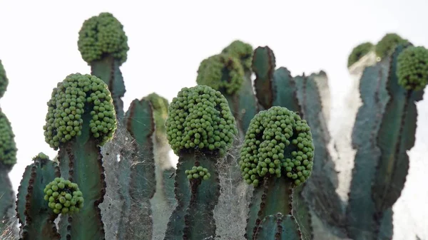 Very Big Cactus National Park Kenya — Stock Photo, Image