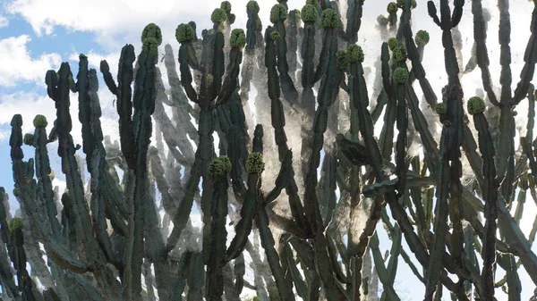 Cactus Molto Grande Parco Nazionale Kenya — Foto Stock