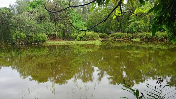 Foresta Pluviale Tropicale Nella Parte Orientale Del Kenya — Foto Stock