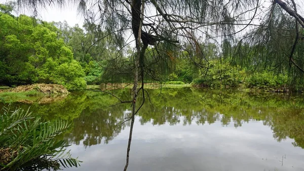 kenya'nın doğu kesiminde tropikal yağmur ormanlarında