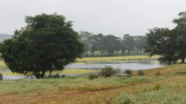 Tropiska Regnskogen Östra Delen Kenya — Stockfoto
