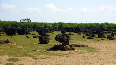 Kenya Wasini Island mercan alanların