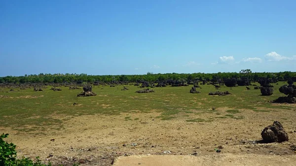 Kenya Wasini Island mercan alanların