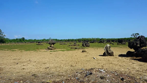 Kenya Wasini Island mercan alanların