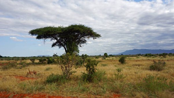 Green natural landscape in kenyan safari park after raining season