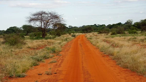 Stoffige Rode Weg Keniaanse Nationaal Park — Stockfoto