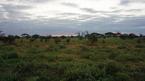 Romantyczny Zachód Słońca Krajobraz Sawanny Parku Narodowego Kenii — Zdjęcie stockowe