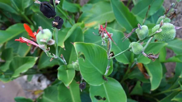 Kenya Nın Tropik Bitkiler Yakın Çekim — Stok fotoğraf