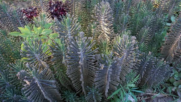 Nahaufnahme Von Tropischen Pflanzen Kenias — Stockfoto