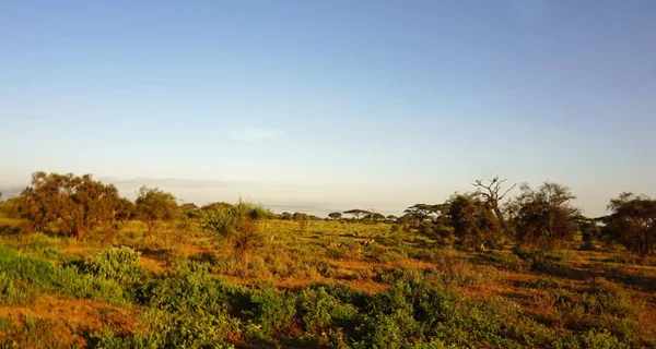 Groene Natuurlijke Landschap Keniaanse Safaripark Seizoen Regent — Stockfoto