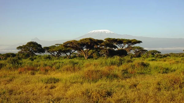 Landscape Kenyan National Park Mount Kilimanjaro — Stock Photo, Image