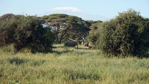 kilimanjaro Dağı ile Kenya milli park peyzaj