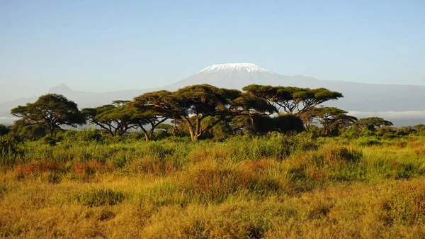 kilimanjaro Dağı ile Kenya milli park peyzaj