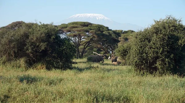 kilimanjaro Dağı ile Kenya milli park peyzaj