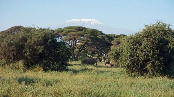 kilimanjaro Dağı ile Kenya milli park peyzaj