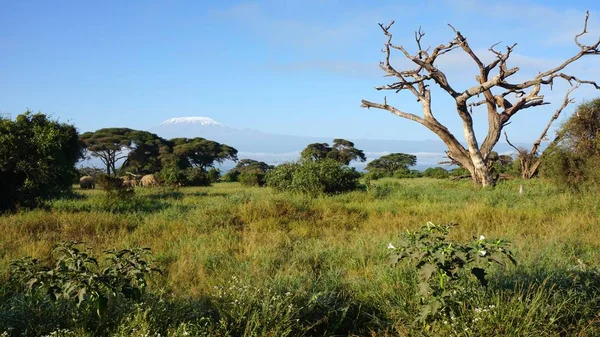 kilimanjaro Dağı ile Kenya milli park peyzaj