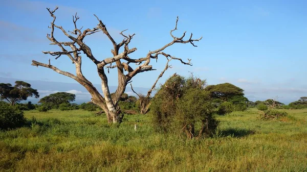 Green Natural Landscape Kenyan Safari Park Raining Season — Stock Photo, Image