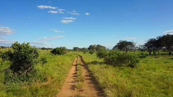 Paisagem Natural Verde Parque Safári Quênia Após Estação Chuvosa — Fotografia de Stock